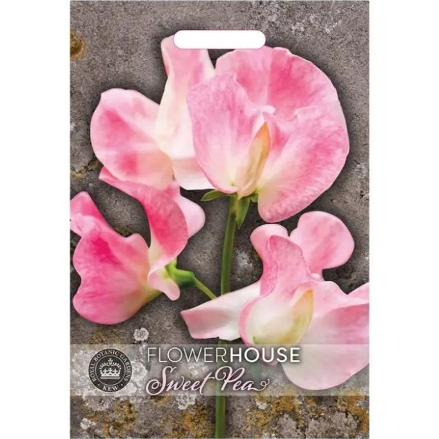 T&M KEW Sweet Pea Lathyrus Tickled Pink