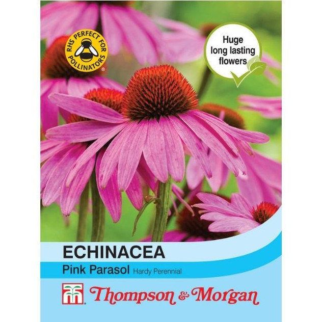 T&M Echinacea Pink Parasol