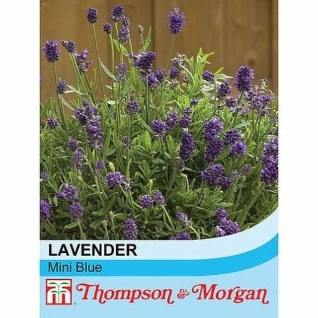 T&M Lavender Mini Blue
