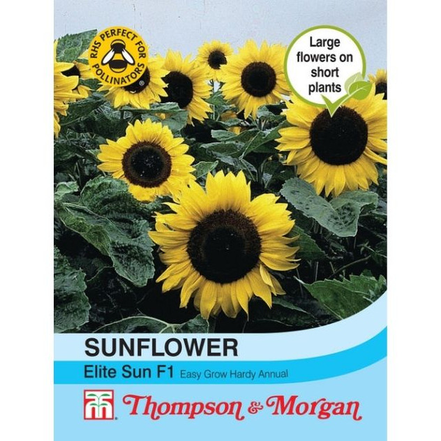 T&M Sunflower Elite Sun F1 Hybrid