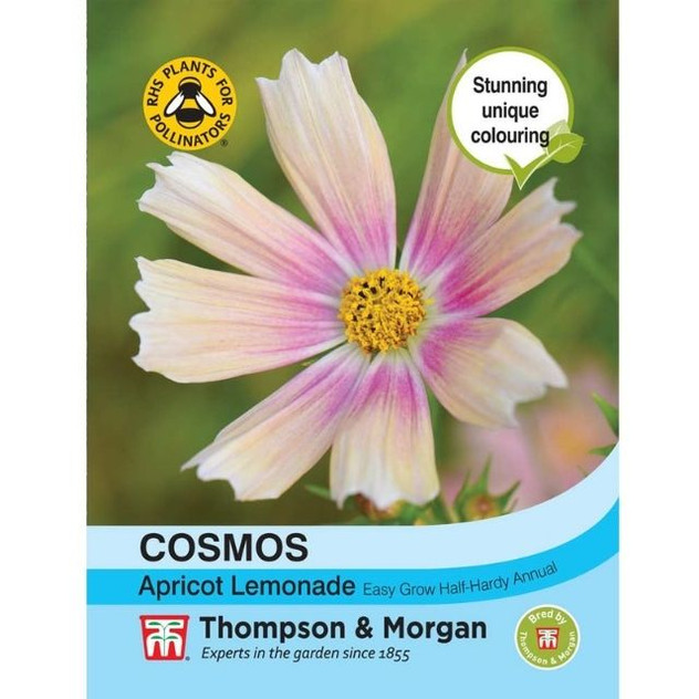 T&M Cosmos Apricot Lemonade