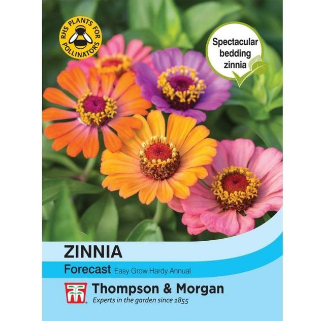 T&M Zinnia Forecast