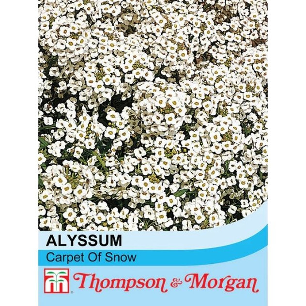 T&M Alyssum Carpet of Snow