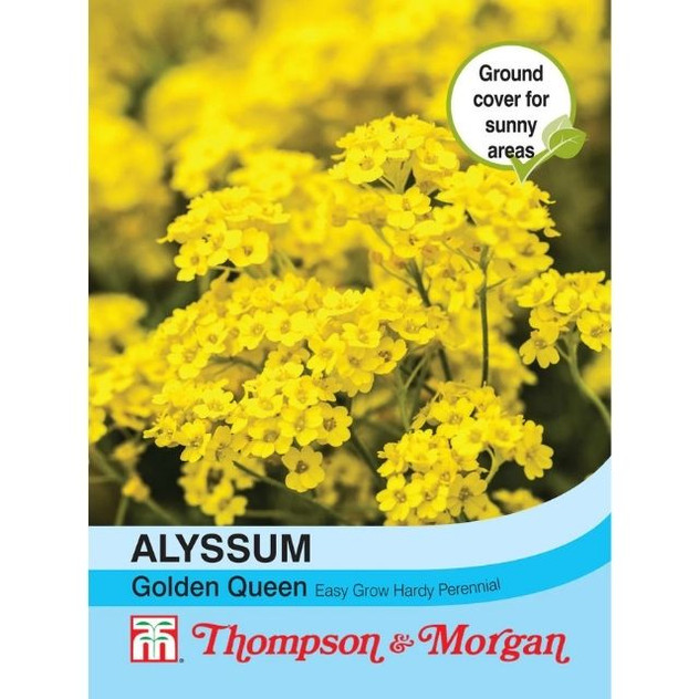 T&M Alyssum Saxatile Golden Queen