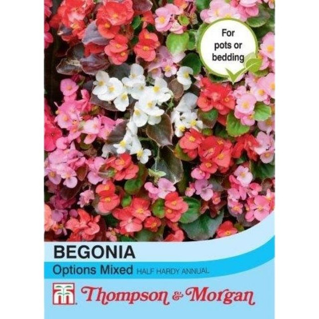 T&M Begonia Semperflorens Options Mixed