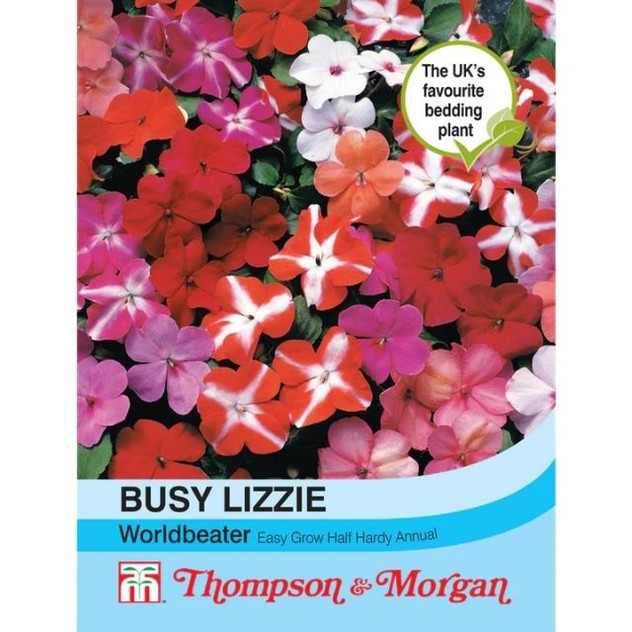 T&M Busy Lizzie Worldbeater