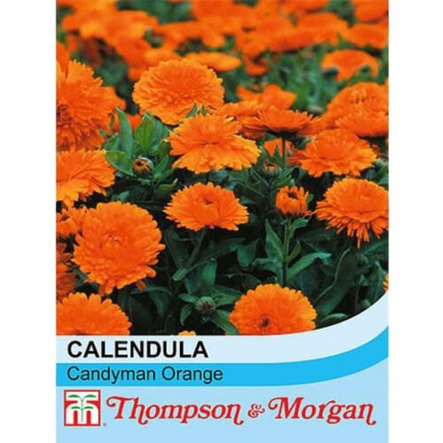 T&M Calendula Candyman Orange