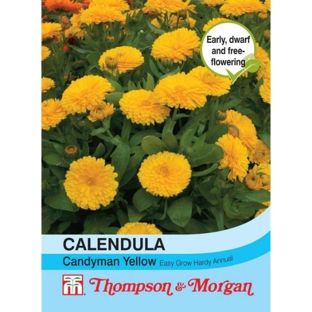 T&M Calendula Candyman Yellow