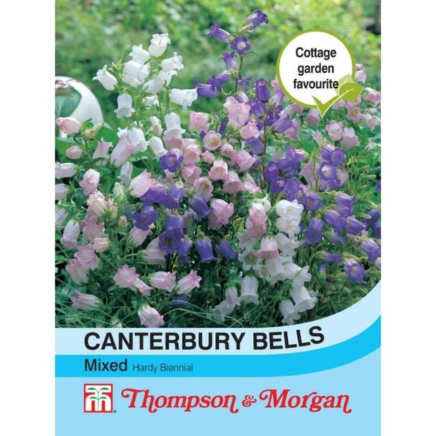 T&M Canterbury Bells Mixed