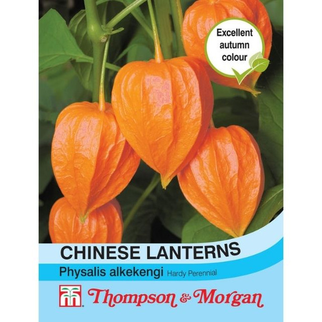 T&M Chinese Lanterns (Physalis gigantea)
