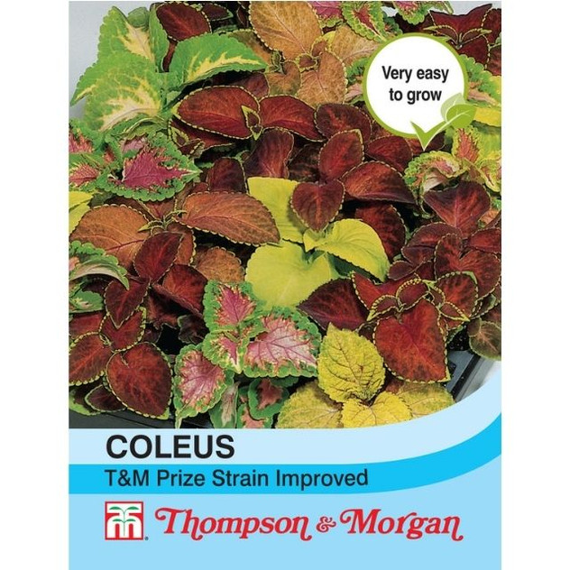 T&M Coleus Prize Strain Improved
