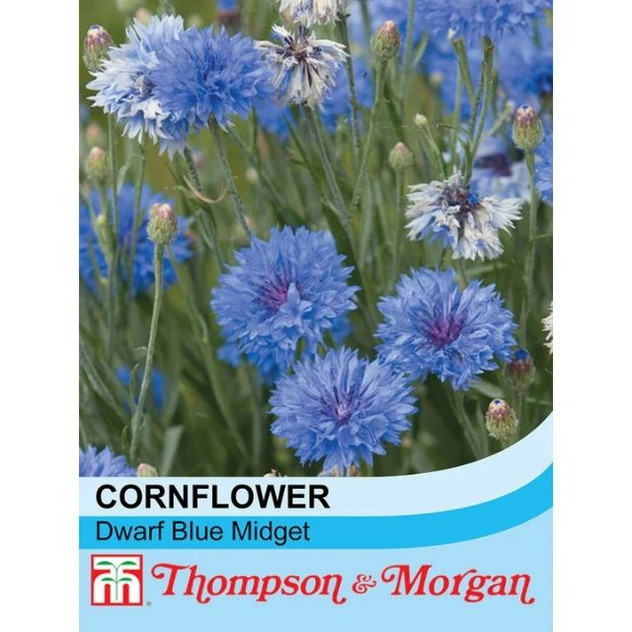 T&M Cornflower Dwarf Blue Midget