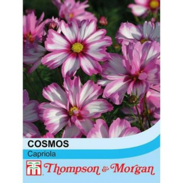 T&M Cosmos Capriola