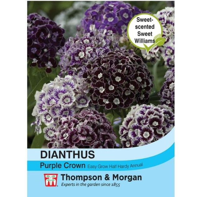 T&M Dianthus Purple Crown