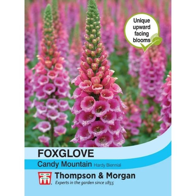 T&M Foxglove Candy Mountain