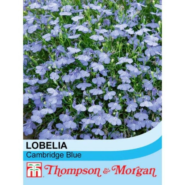 T&M Lobelia Cambridge Blue