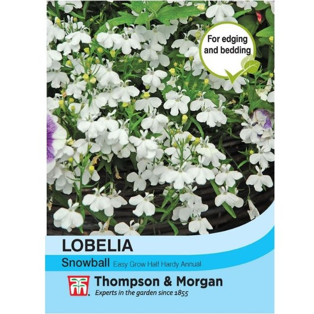 T&M Lobelia Snowball