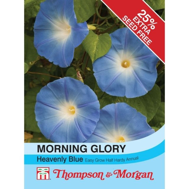 T&M Morning Glory Heavenly Blue (Ipomoea)