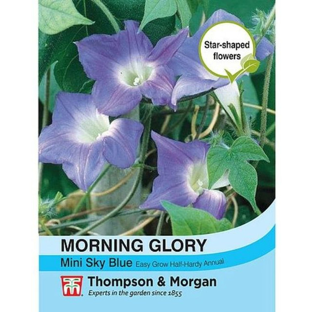 T&M Morning Glory Mini Sky Blue