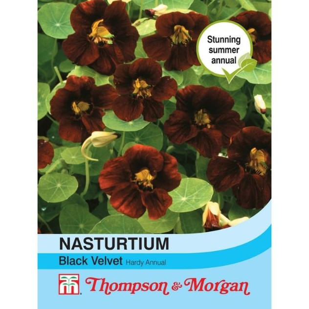 T&M Nasturtium Black Velvet