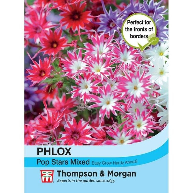 T&M Phlox Popstars