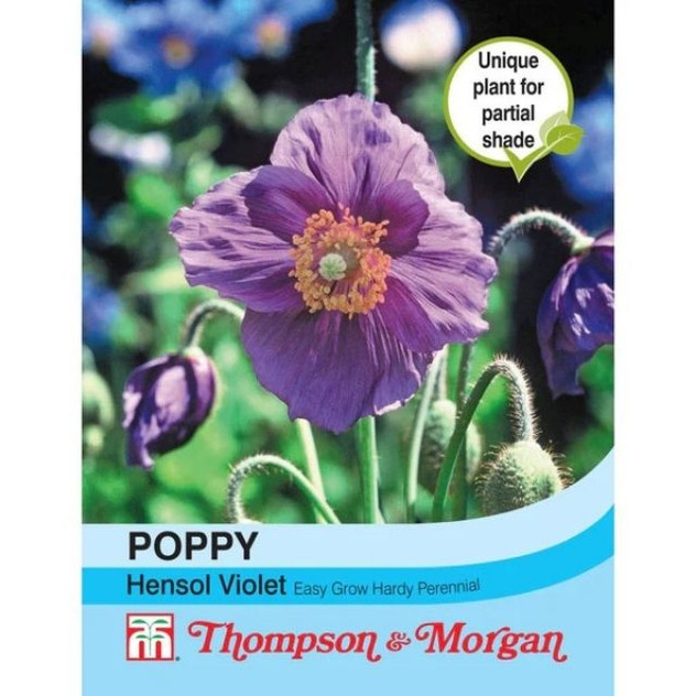 T&M Poppy Hensol Violet