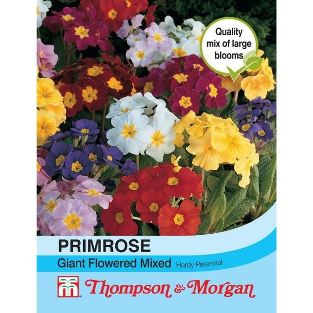 T&M Primrose Special Giant Flowered Mixed