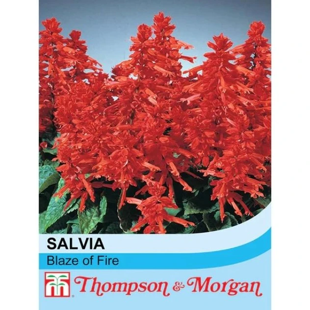 T&M Salvia Blaze of Fire
