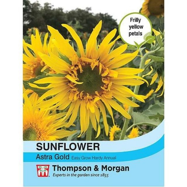 T&M Sunflower Astra Gold