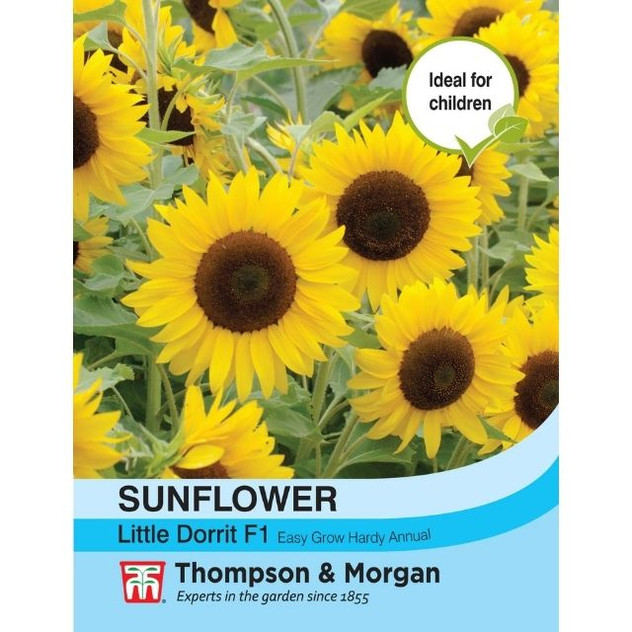 T&M Sunflower Little Dorrit F1 Hybrid