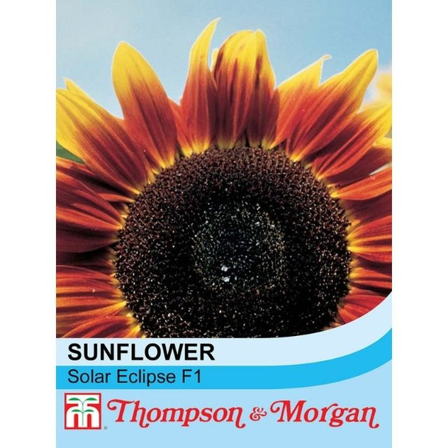 T&M Sunflower Solar Eclipse