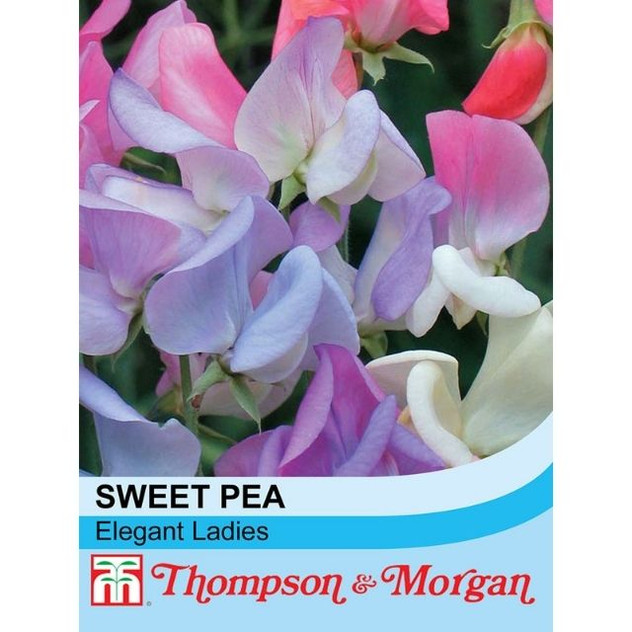 T&M Sweet Pea Elegant Ladies