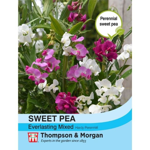 T&M Sweet Pea Everlasting Mixed (Lathyrus)