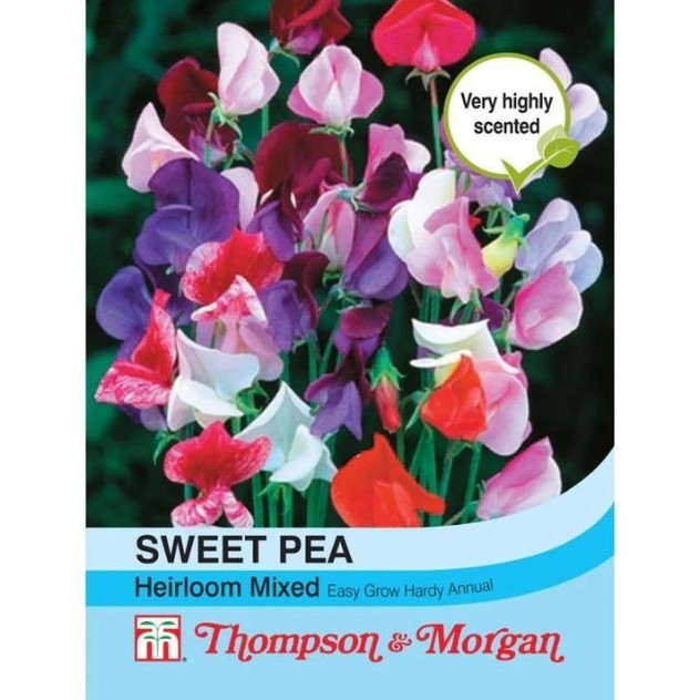 T&M Sweet Pea Heirloom Mix