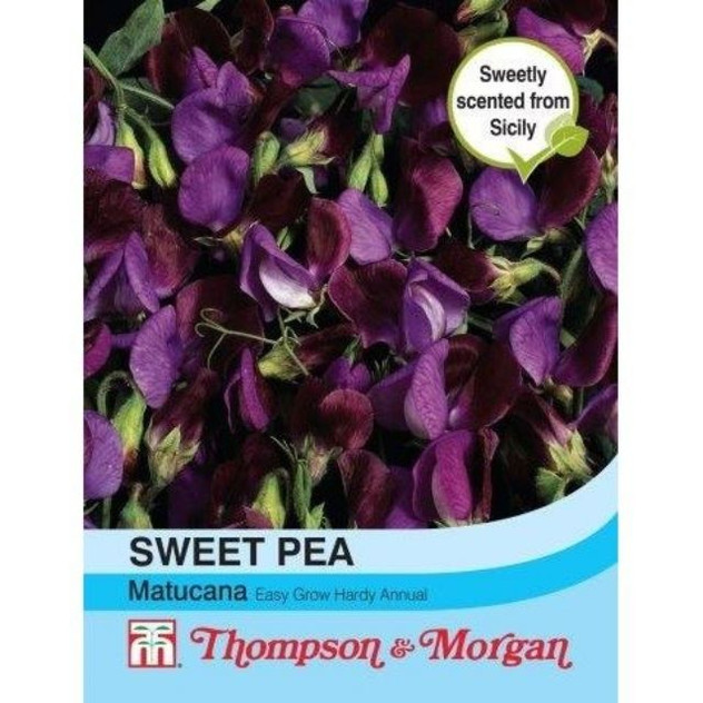 T&M Sweet Pea Matucana