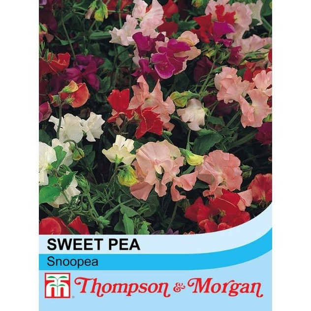 T&M Sweet Pea Snoopea