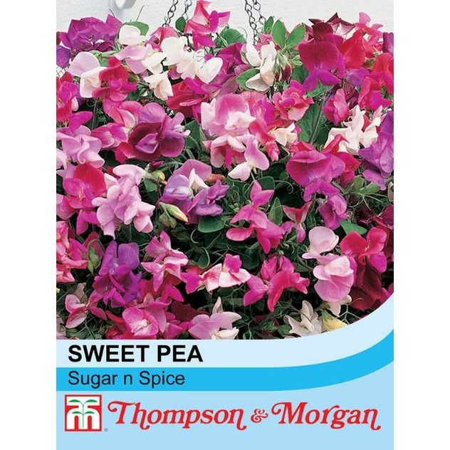 T&M Sweet Pea Sugar N Spice