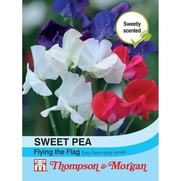 T&M Sweet Pea Tricolor