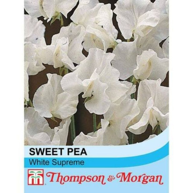 T&M Sweet Pea White Supreme