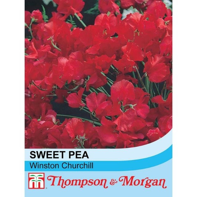 T&M Sweet Pea Winston Churchill