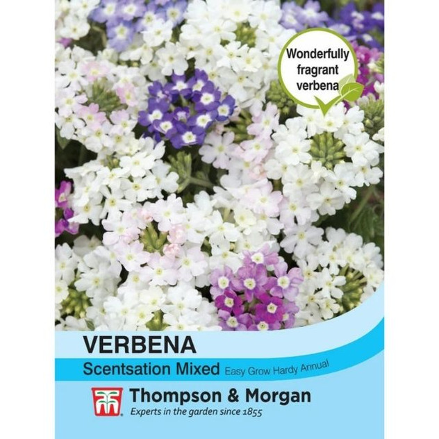 T&M Verbena X Hybrida Scentsation Mixed