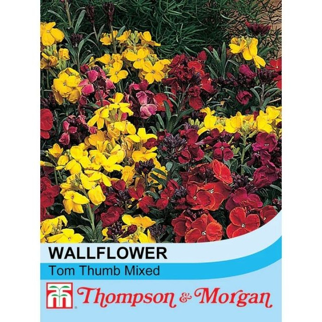T&M Wallflower Tom Thumb