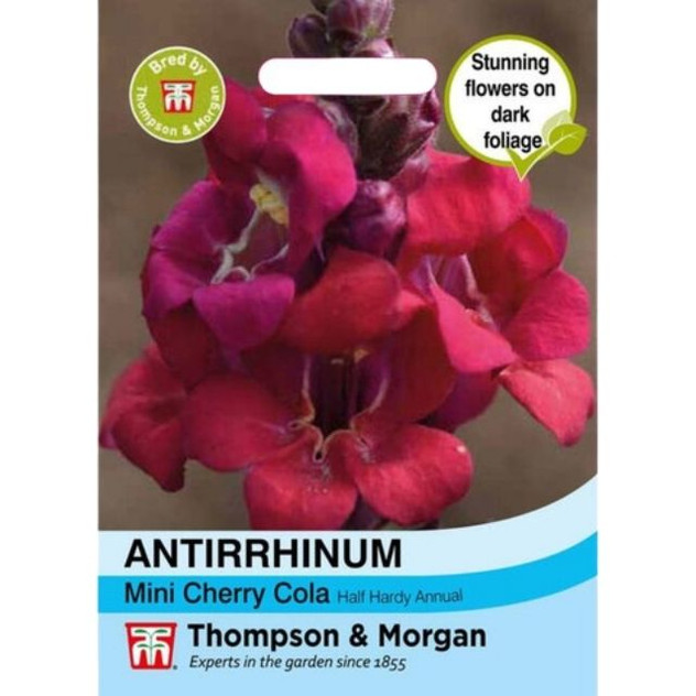 T&M Antirrhinum Mini Cherry Cola
