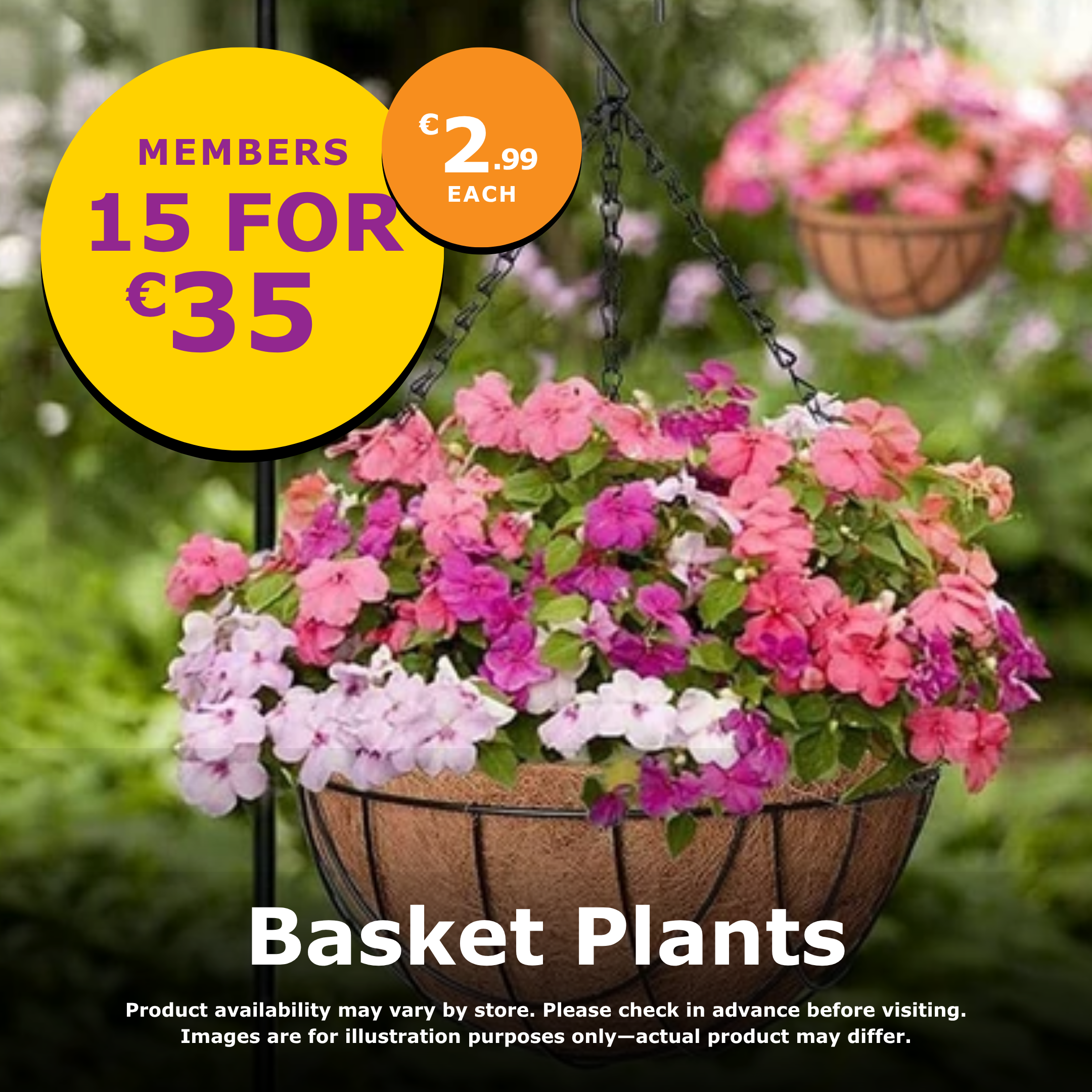 Basket Plants