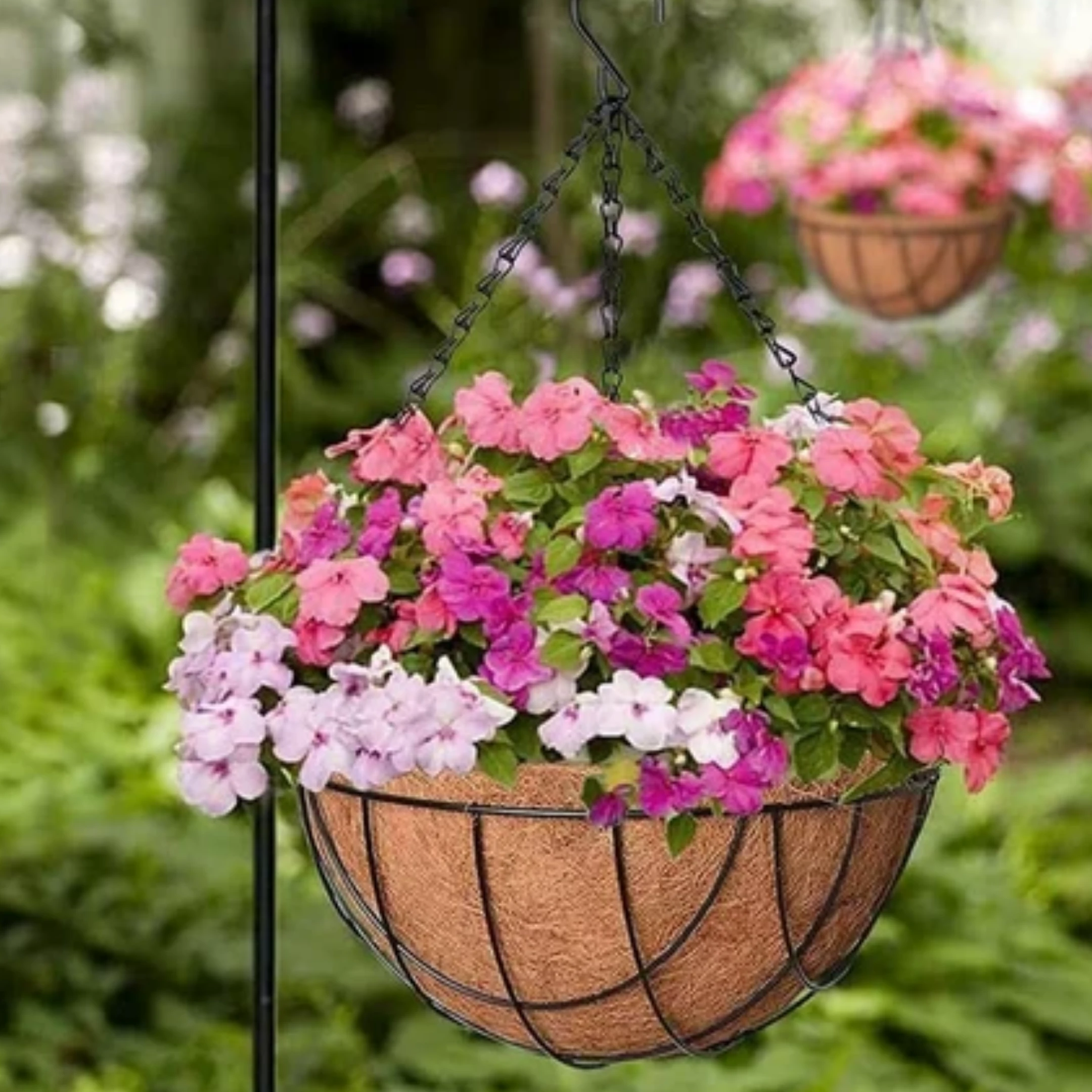 Basket Plants