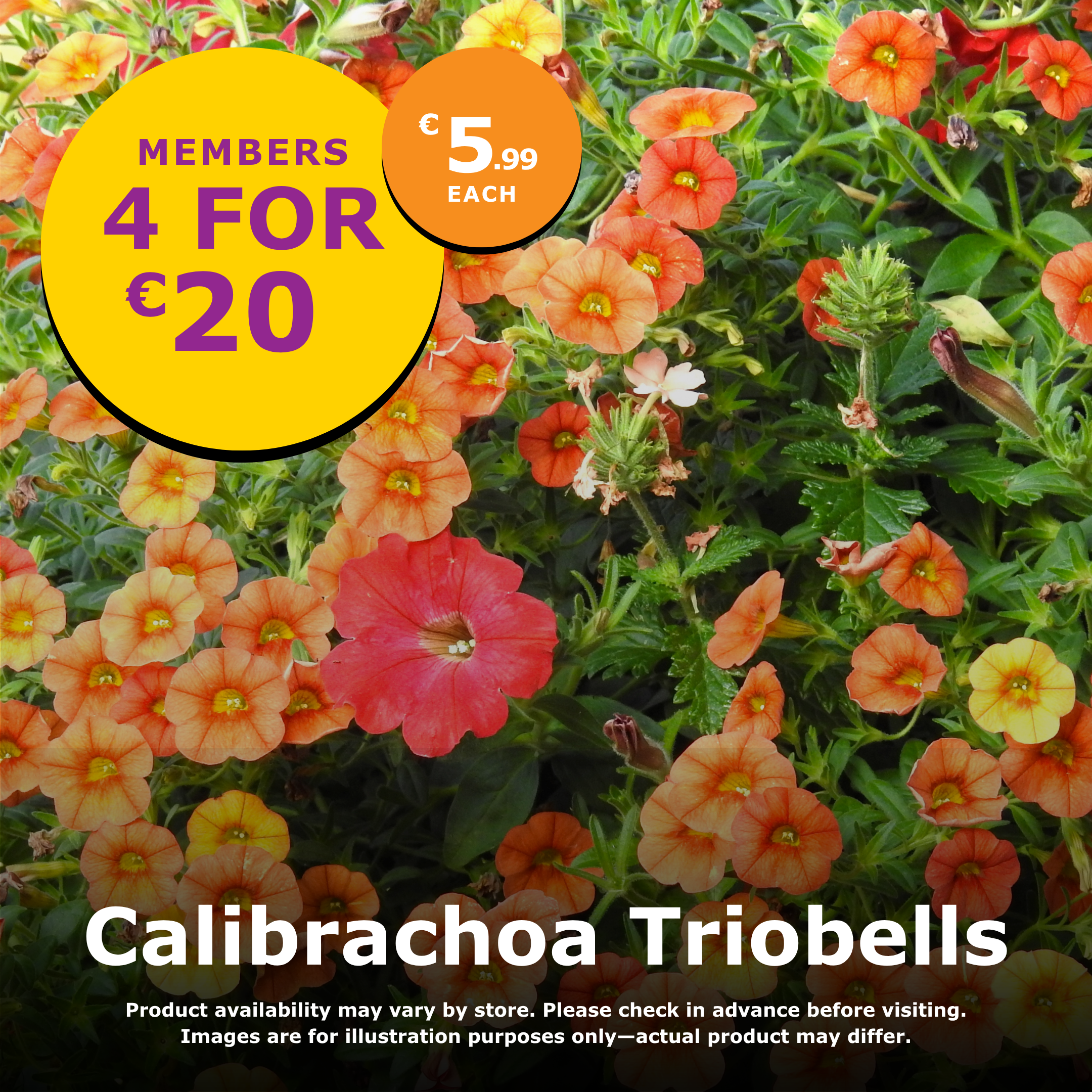 Calibrachoa Triobells