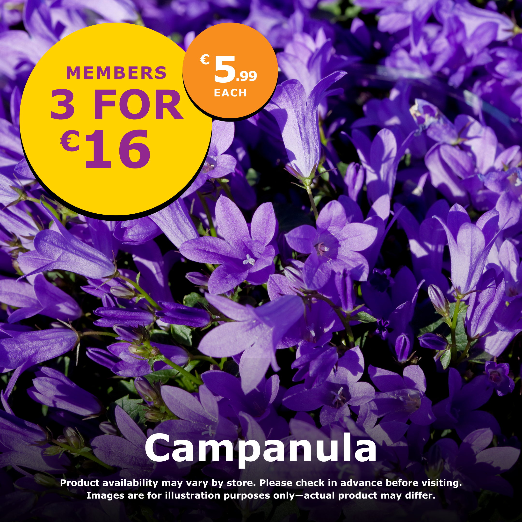 Campanula