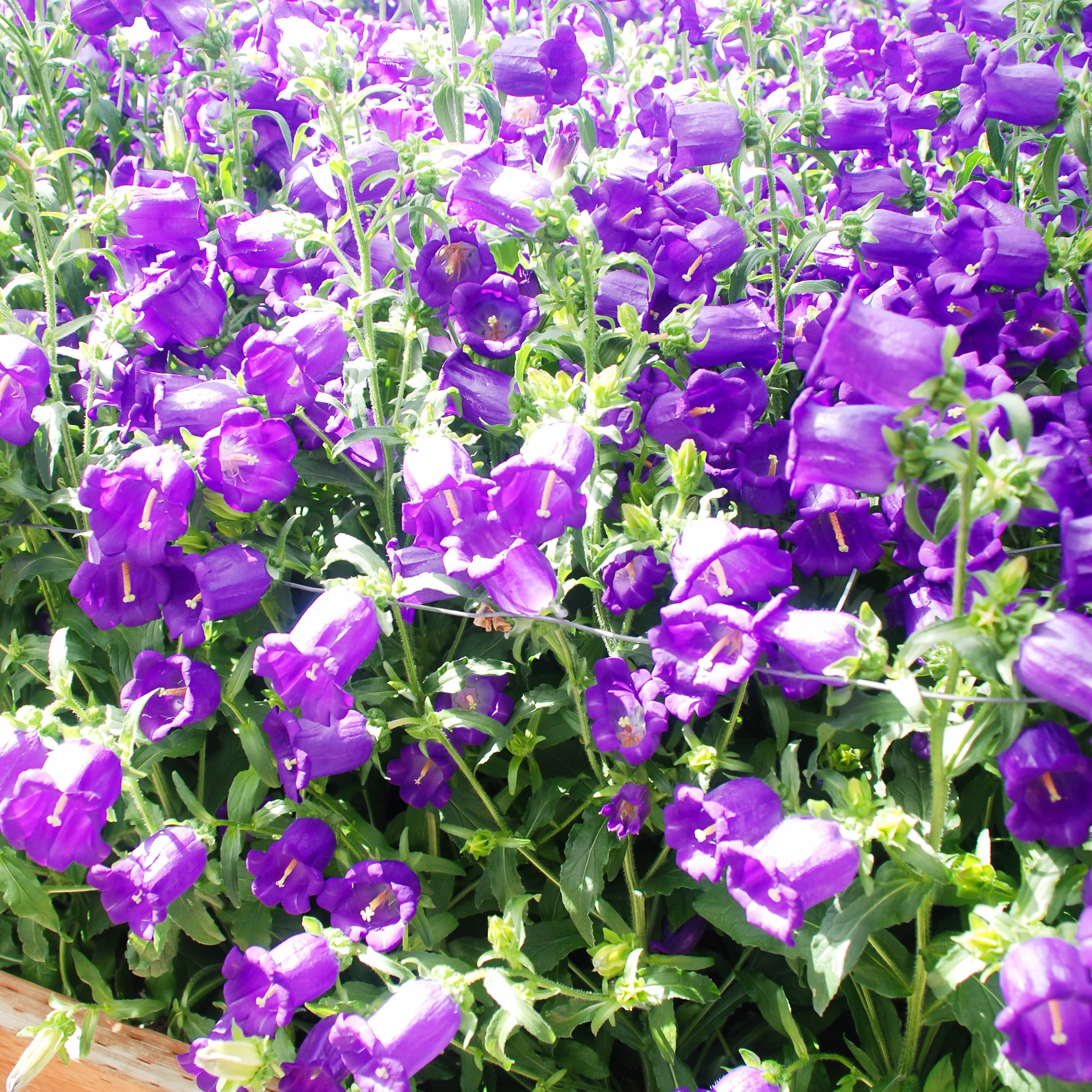 Campanula Porto