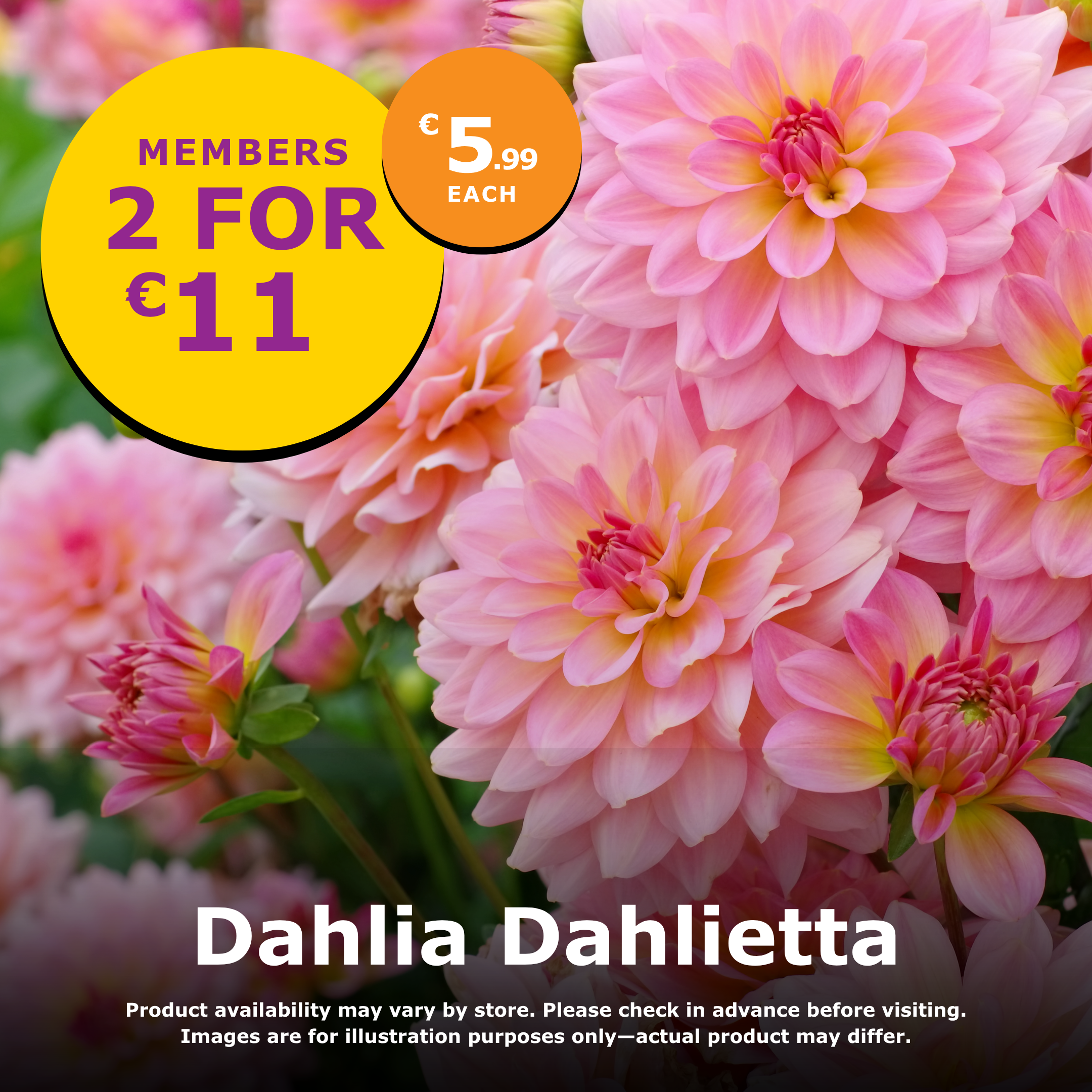 Dahlia Dahlietta