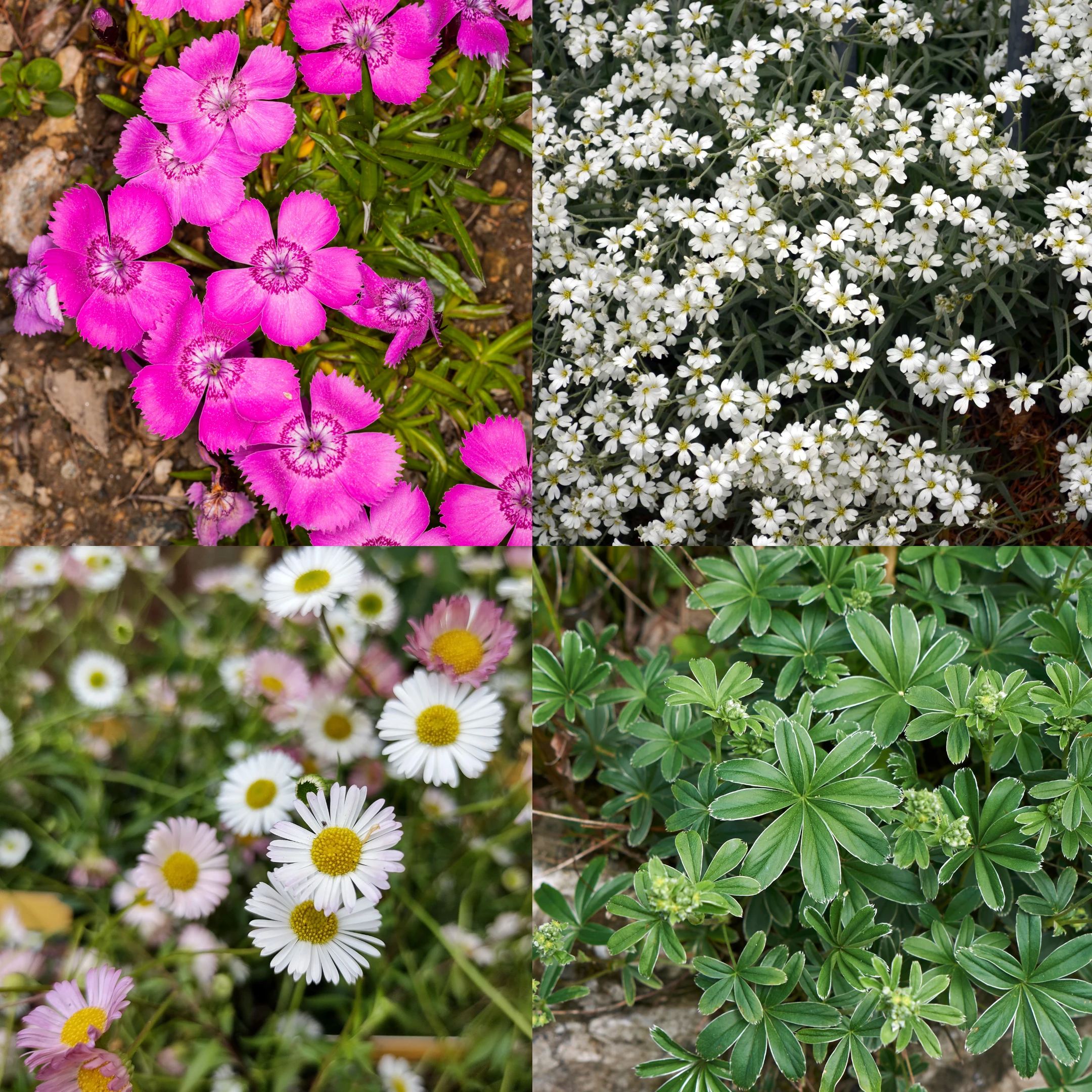 Flowering Alpine Plants All Varieties